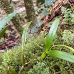 14. ???  Bulbophyllum bernadetteae - - Orchidaceae -   IMG_8620.JPG.jpeg
