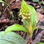 16.  ??? Orchidaceae.jpeg