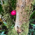 18. Fruits du Syzygium cymosum - Bois de pomme rouge - Myrtacée - B  IMG_8630.JPG.jpeg