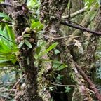 19. Bulbophyllum bernadetteae.jpeg