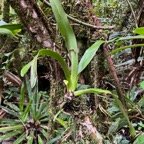 20. ??? Angraecum striatum - &Oslash; - Orchidaceae IMG_8632.JPG.jpeg