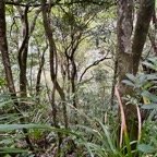 30. SOUS-BOIS IMG_8665.JPG.jpeg