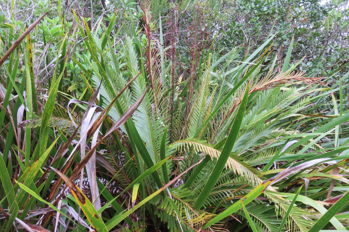 11  Lomaridium attenuatum  - Blechnum attenuatum s'appelle maintenant : Lomaridium attenuatum - Fougère plume - ??? BLECHNACEAE