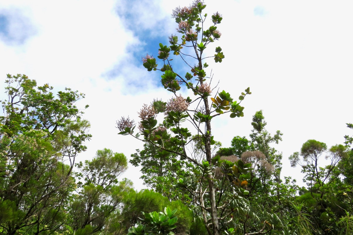 14 Nuxia verticillata - Bois maigre - Stilbacée-M.