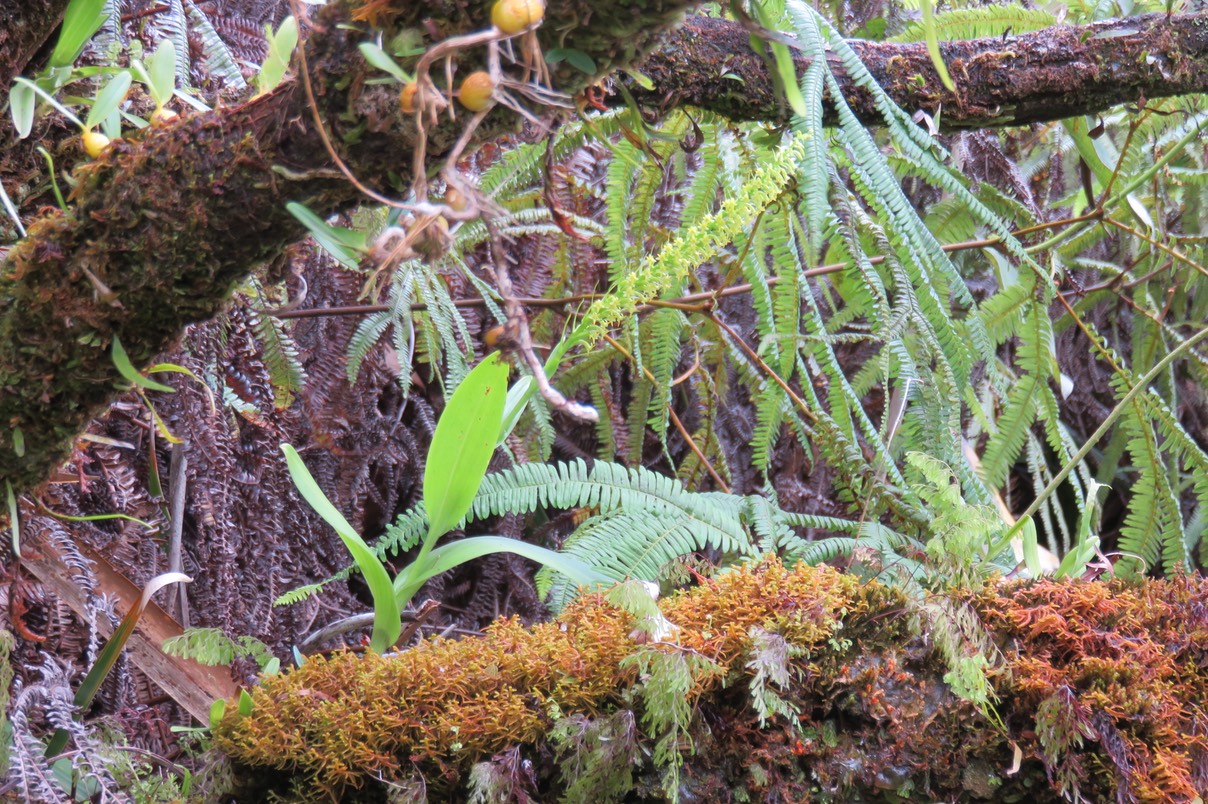 17 Benthamia nigrescens  - - Orchidaceae - Indigène Réunion