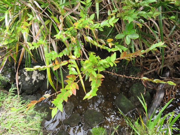 46 Phyllanthus phillyreifolius Poir. - Bois de négresse - Phyllanthaceae - Endémique Réunion et Maurice