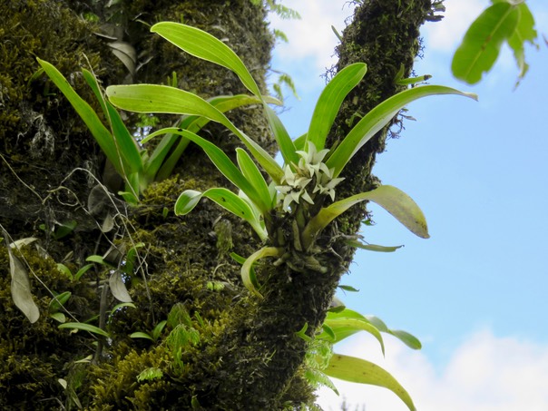 51 Angreacum ??? striatum    ??? bracteosum - Orchidaceae