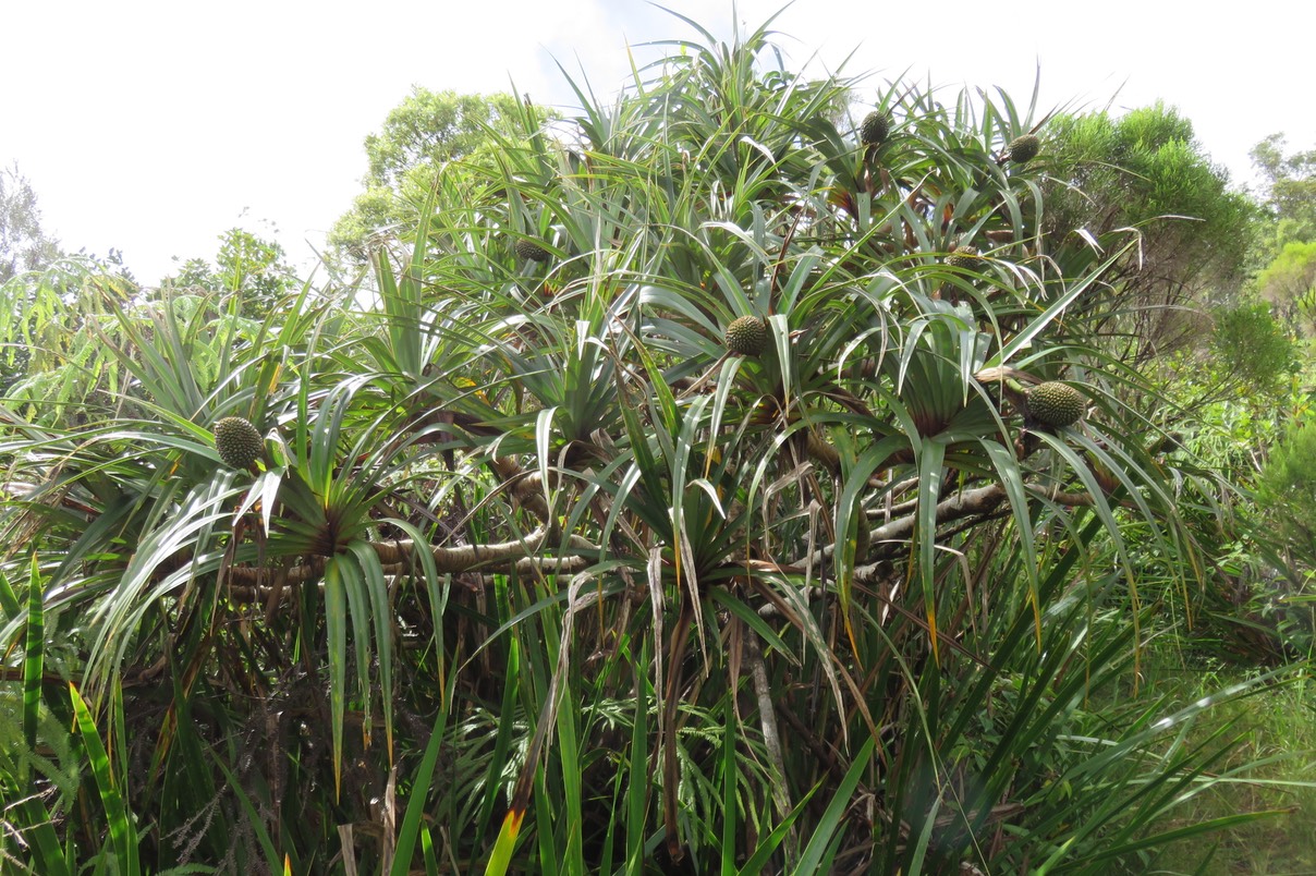9 Pandanus sylvestris - Petit Pimpin - Pandanacée - B Stries correspondant à la marque des cicatrices foliaires