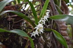 Angraecum bracteosum