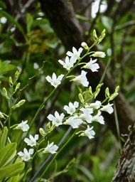 Beclardia macrostachya . orchidaceae P1550013