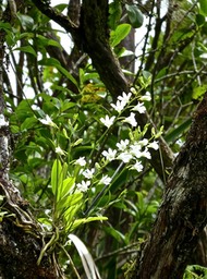 Beclardia macrostachyaP1550007