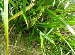 Benthamia latifolia - ORCHIDOIDEAE - Indigène Réunion