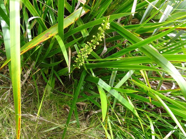 Benthamia latifolia - ORCHIDOIDEAE - Indigène Réunion