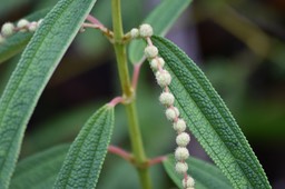 Bois de chapelet - Boehmeria penduliflora - URTICACEAE - EE