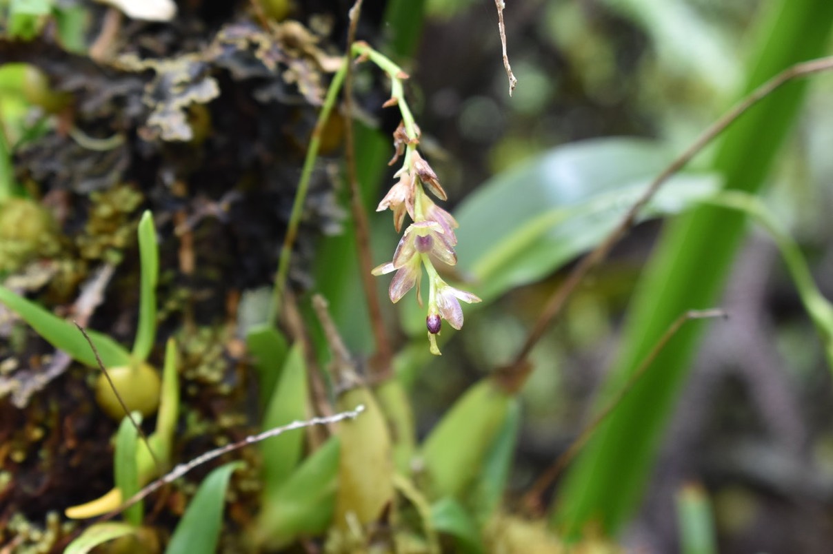 Bulbophylllum minutum - EPIDENDROIDEAE - Indigène Réunion