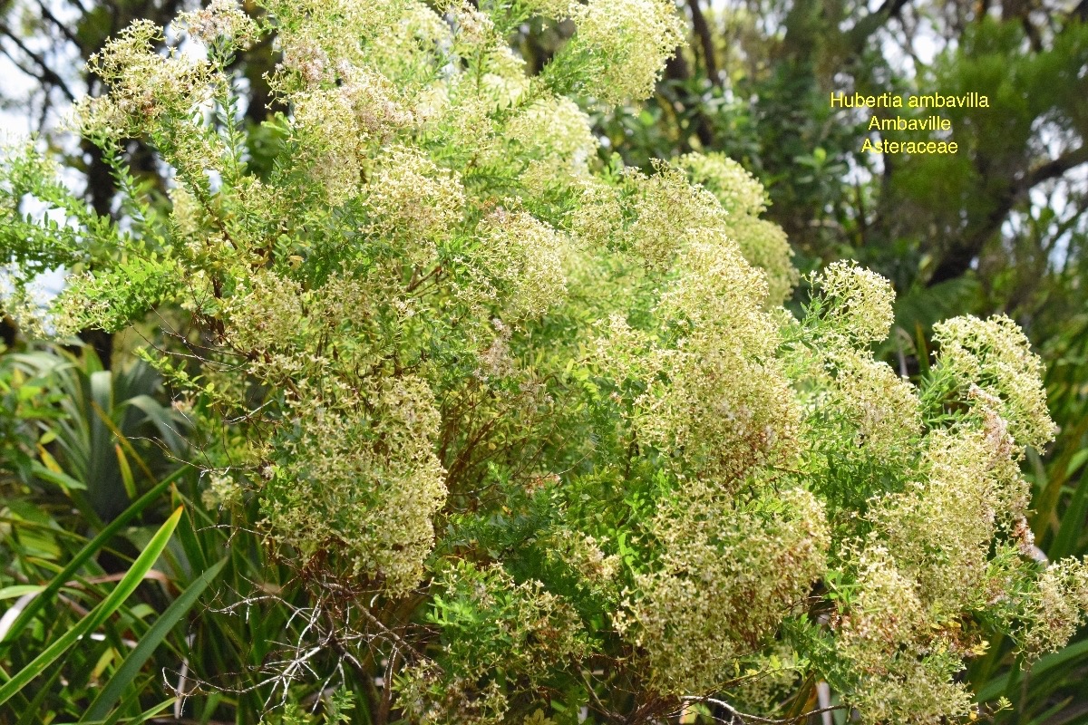 DSC_8776