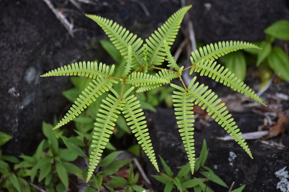 Fougère fourchue - Dricanopteris linearis - GLEICHNIACEAE - Indigène Réunion