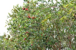 Goyavier - Psidium cattleianum - MYRTHACEAE - EE