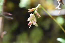 Hampe florale de Bulbophyllum minutum