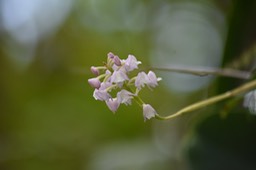 Hampe florale de Polysctachya concreta