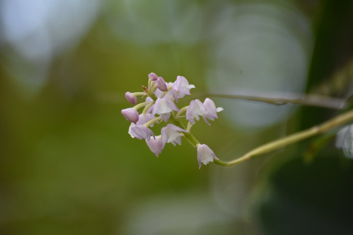 Hampe florale de Polysctachya concreta