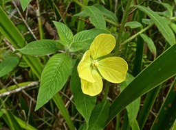 Ludwigia octovalvis . herbe bourrique . onagraceae . indigène Réunion P1540837