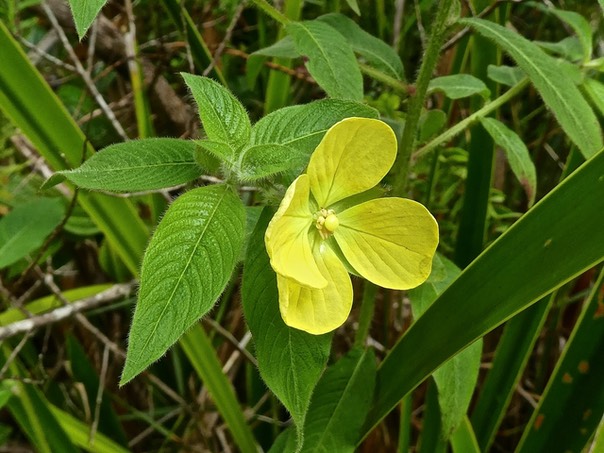Ludwigia octovalvis . herbe bourrique . onagraceae . indigène Réunion P1540837
