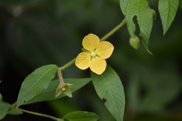 Luwigia erecta - ONAGRACEAE - Amérique tropicale
