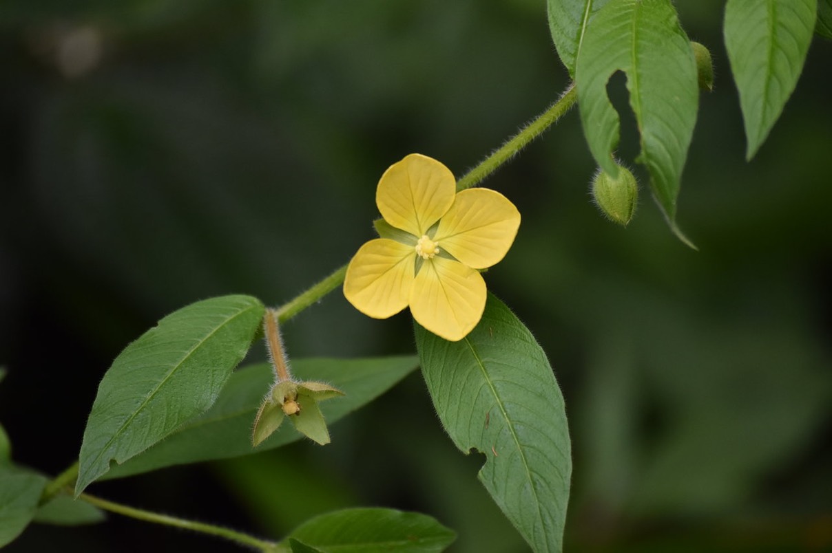 Luwigia erecta - ONAGRACEAE - Amérique tropicale