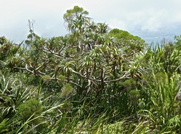 P1550065