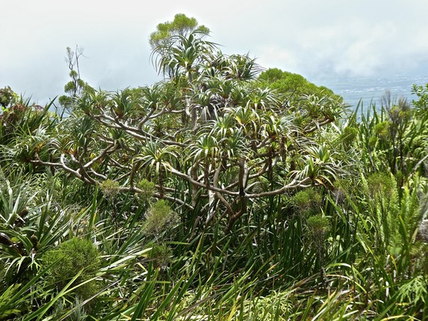 P1550065