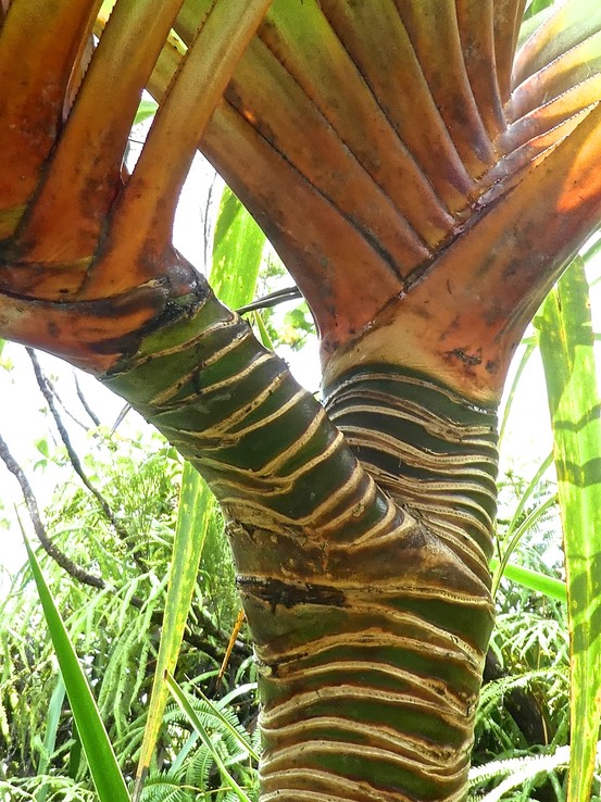 Pandanus montanus . vacoa des montagnes .pandanaceae. endémique Réunion P1540965
