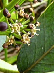 Polyscias sp(  coriacea ???  ) . fleurs P1550053