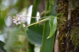 Polystachya concreta - EPIDENDROIDEAE - Indigène Réunion