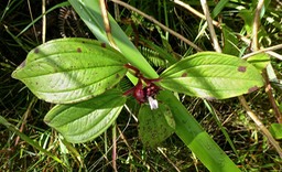 Tristemma mauritianum . voatouque . melastomataceae P1540809
