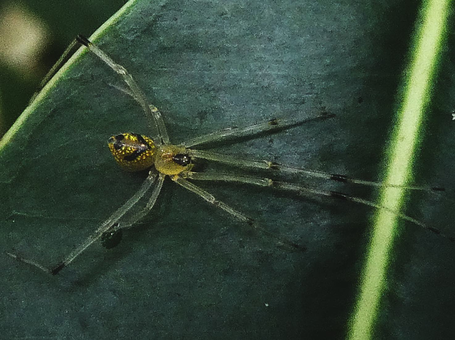 araignée d'or et de verre
