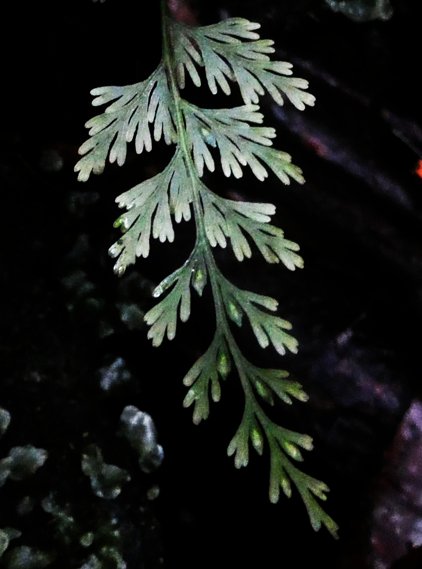 Crepidomanes bipunctatum