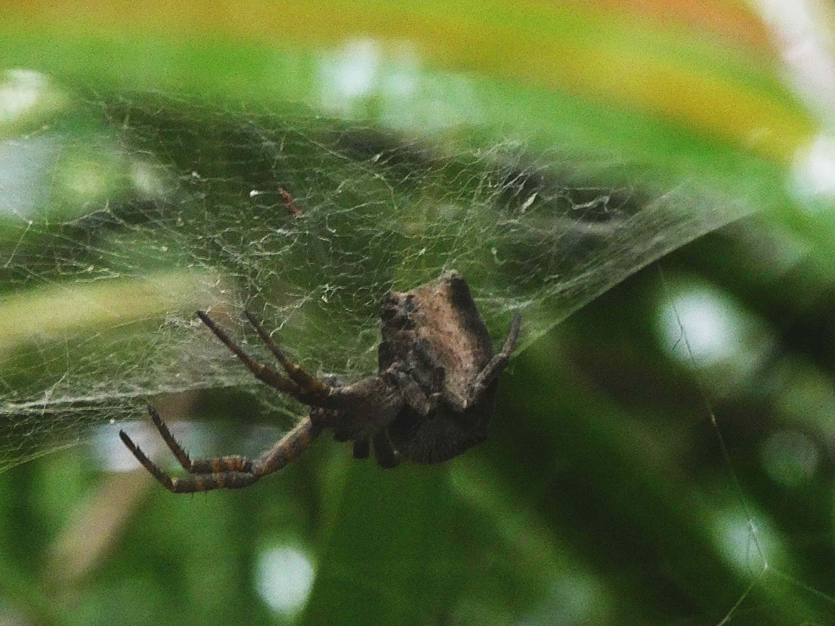 Cyrtophora citricola.