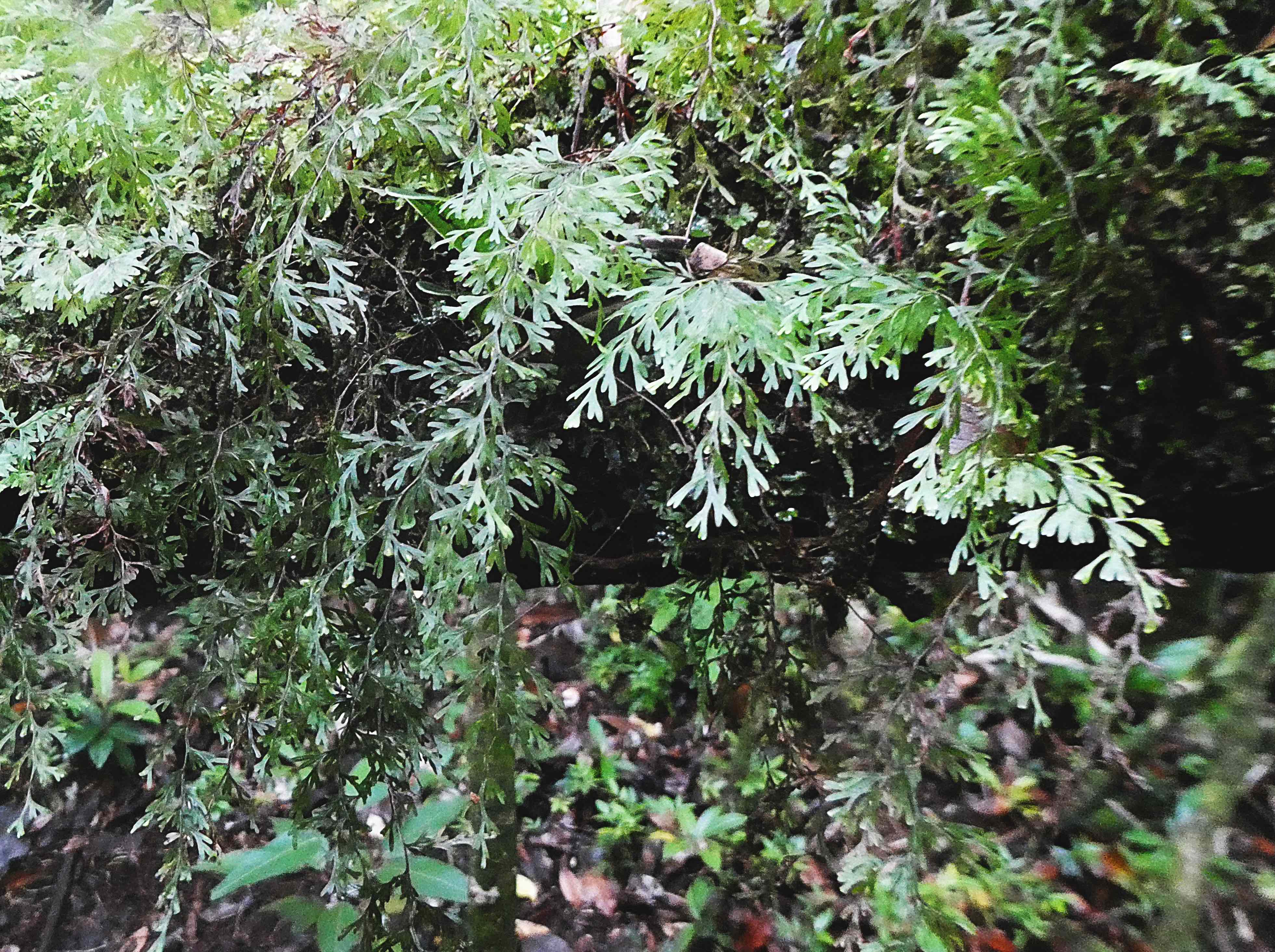 Hymenophyllum inaequale 