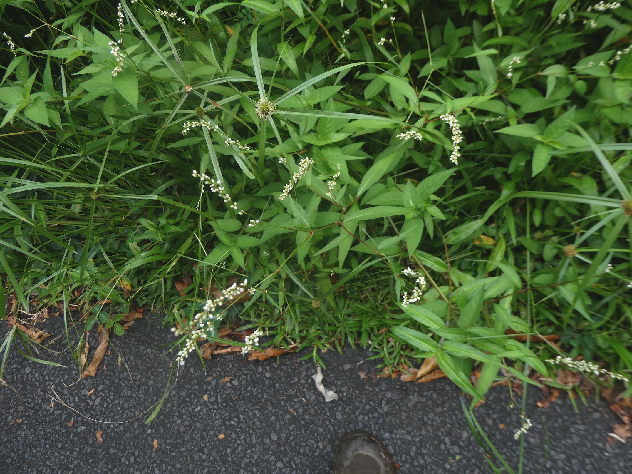 Persicaria hydropiper