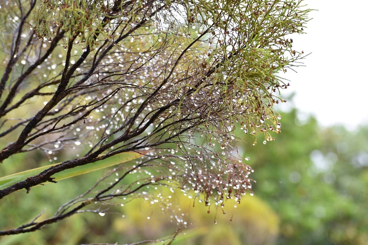 Branle vert sous la pluie