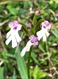 Cynorkis fastigiata IMG_7126