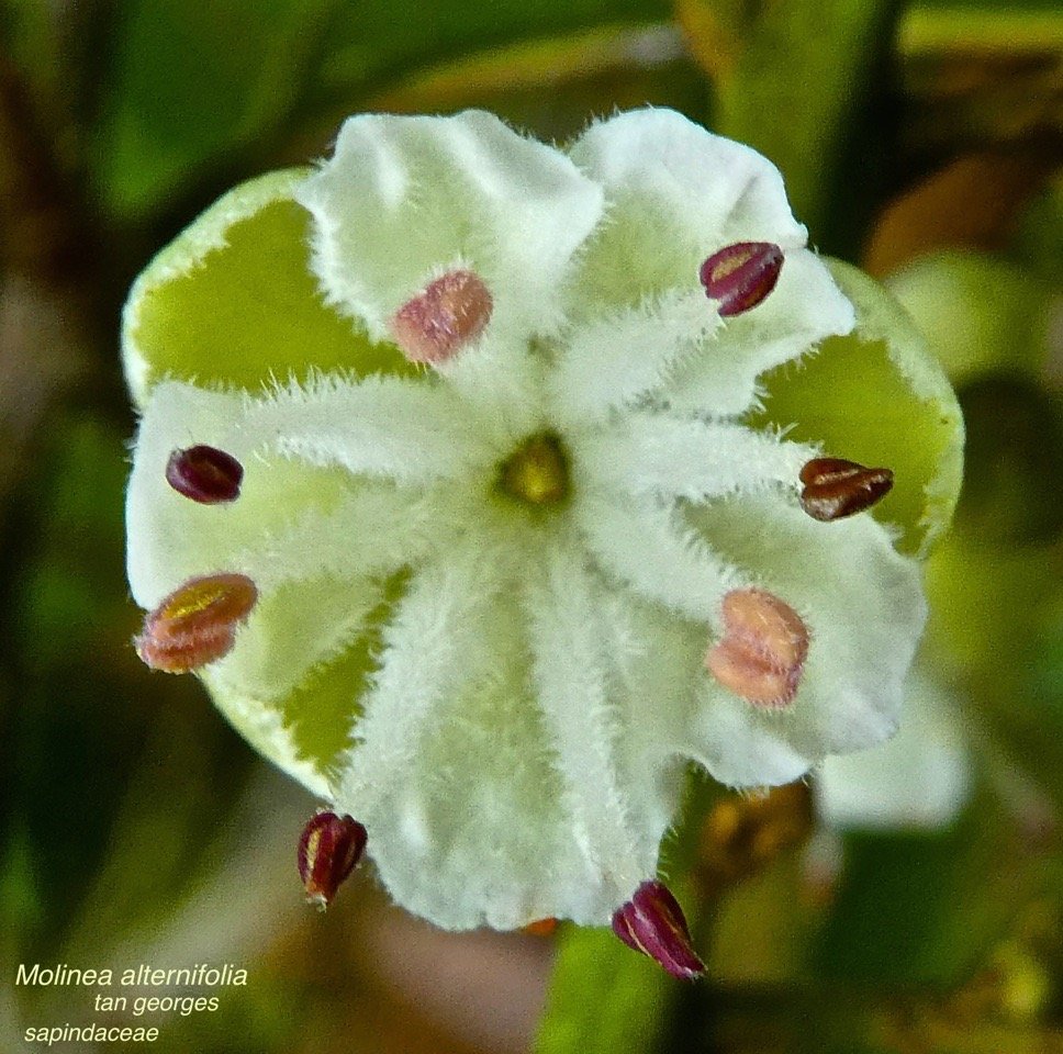 Molinea Alternifolia .tan georges P1460816