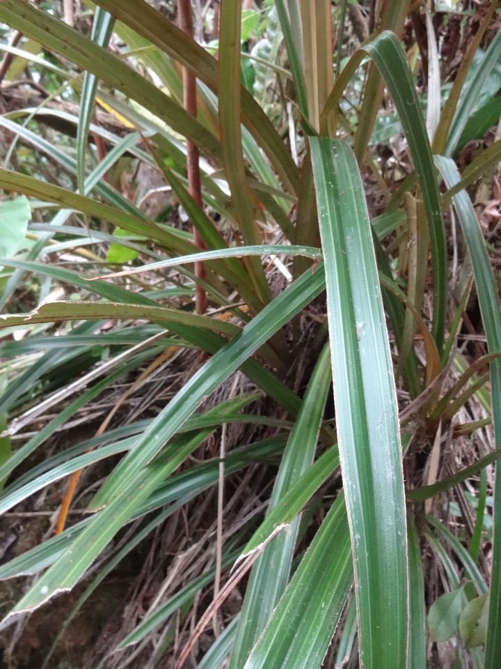 05 Astelia hemichrysa Ananas marron DSC06930