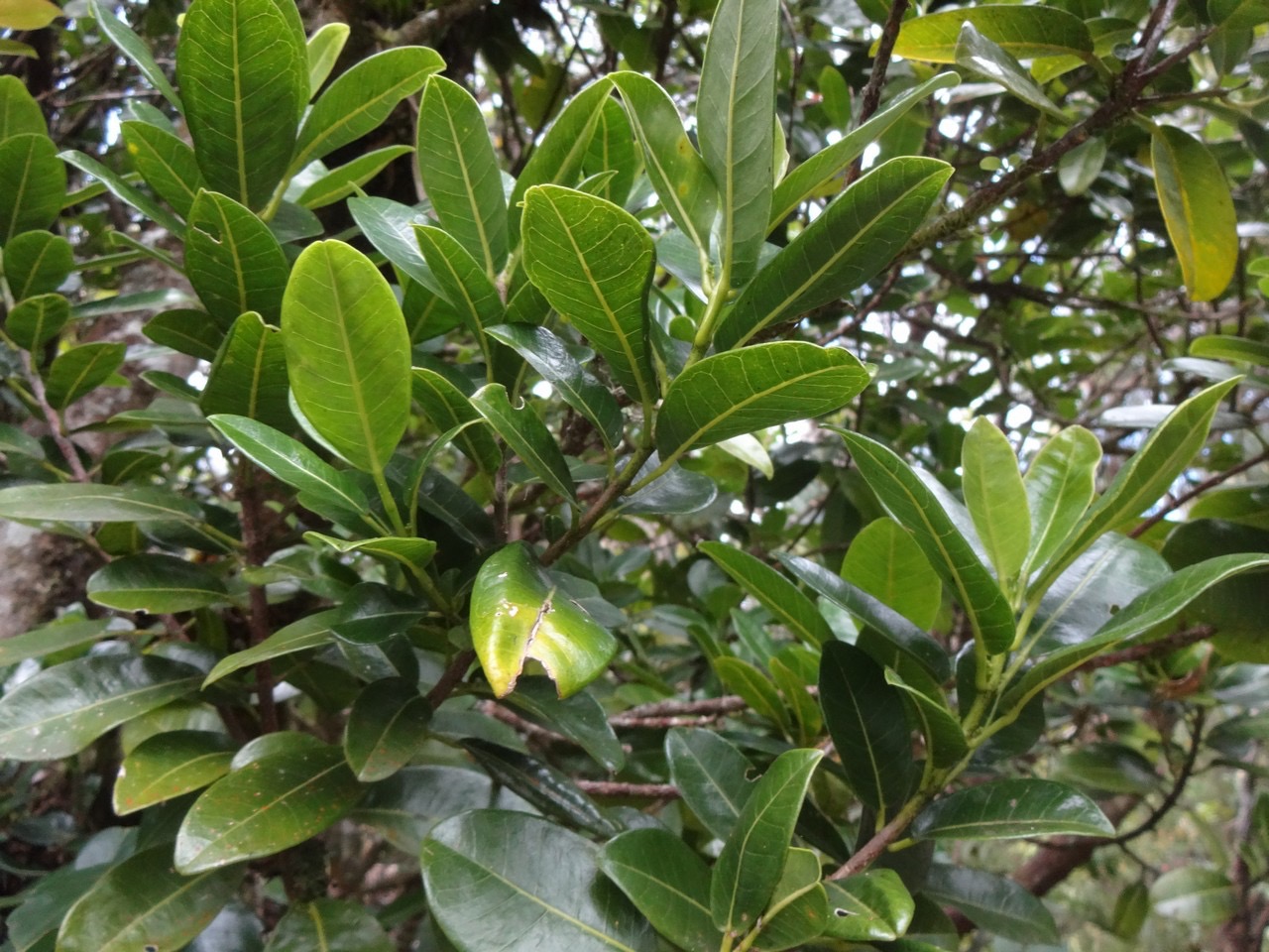 09 1  Molinaea alternifolia Tan Georges Sapindacée DSC06943