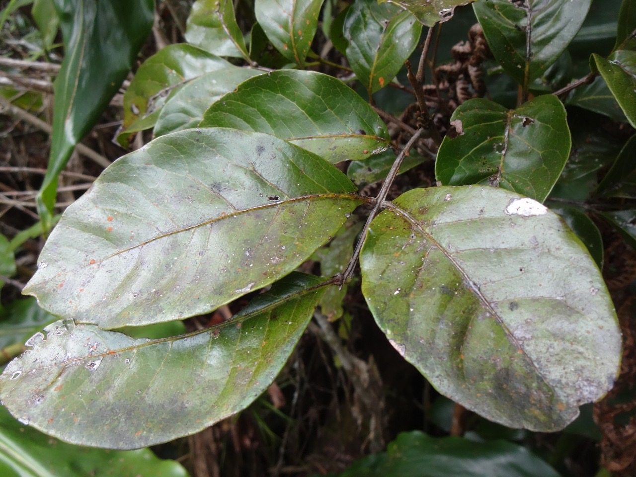 09 2 Molinea alternifolia Tan Georges Sapindacée DSC06936