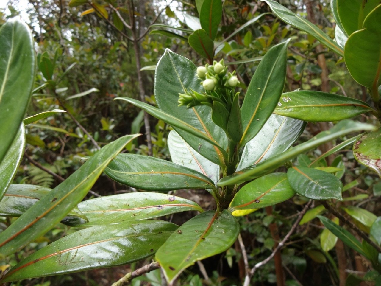 21 2 Losto cafe Fleurs 5 pétales DSC06975