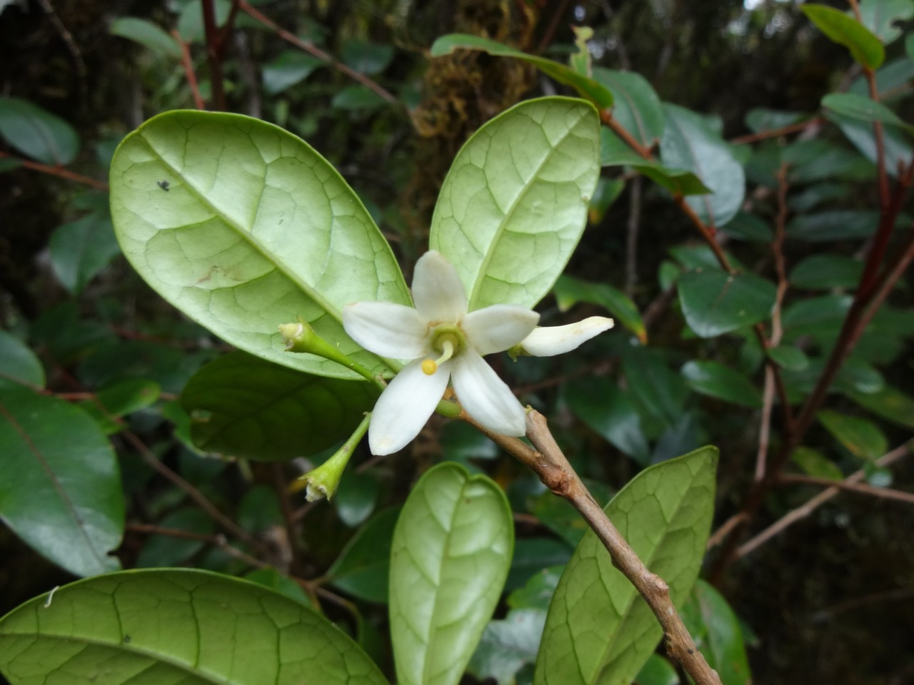 21 4 est ce la fleur - 5 pétales - de Gaertnera vaginata  Losto cafe Rubiacee DSC06976