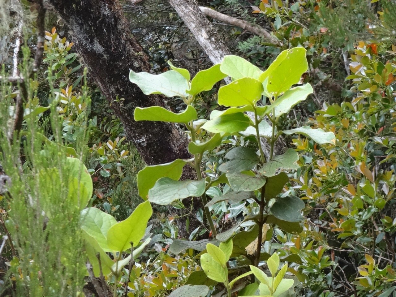 26  1  Monimia ovalifolia Mapou Monimiacée DSC06939