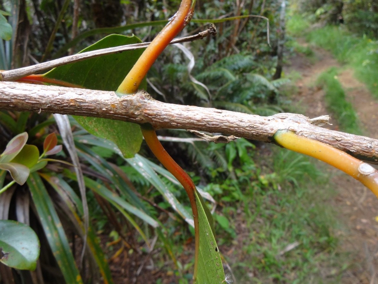 27 1 Tambourissa elliptica Bois de tambour DSC06994